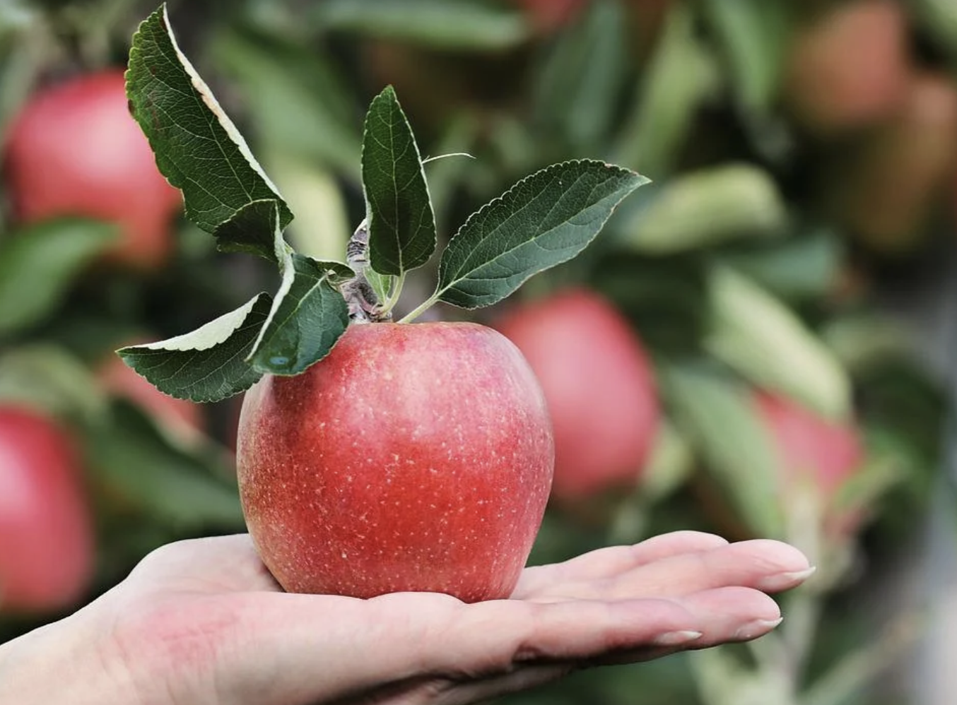 신장에좋은사과