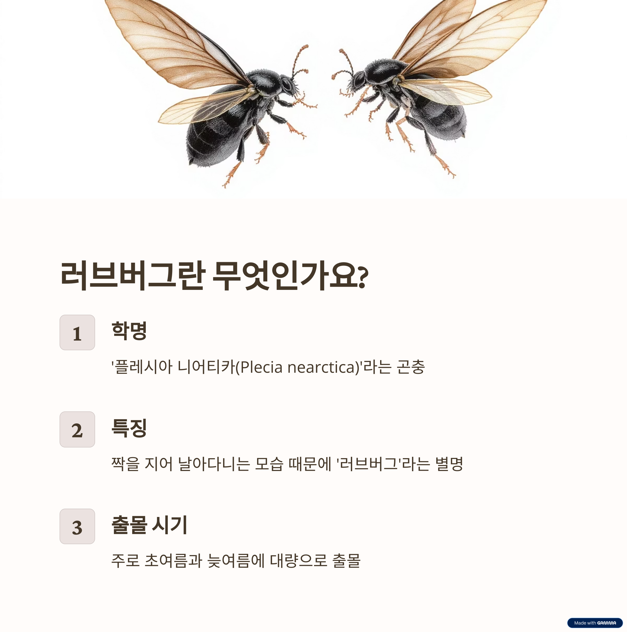 러브버그 원인과 대처법 총정리: 불쾌한 곤충, 친화경적으로 관리하는 법