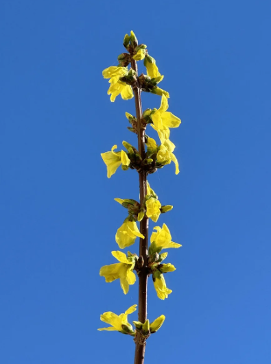 봄철 관련 사진