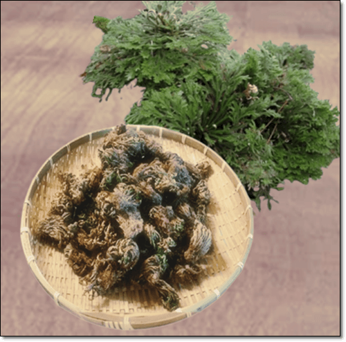 신선한 부처손과 권백