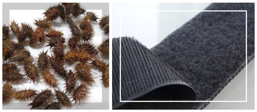 도꼬마리열매 찍찍이테이프