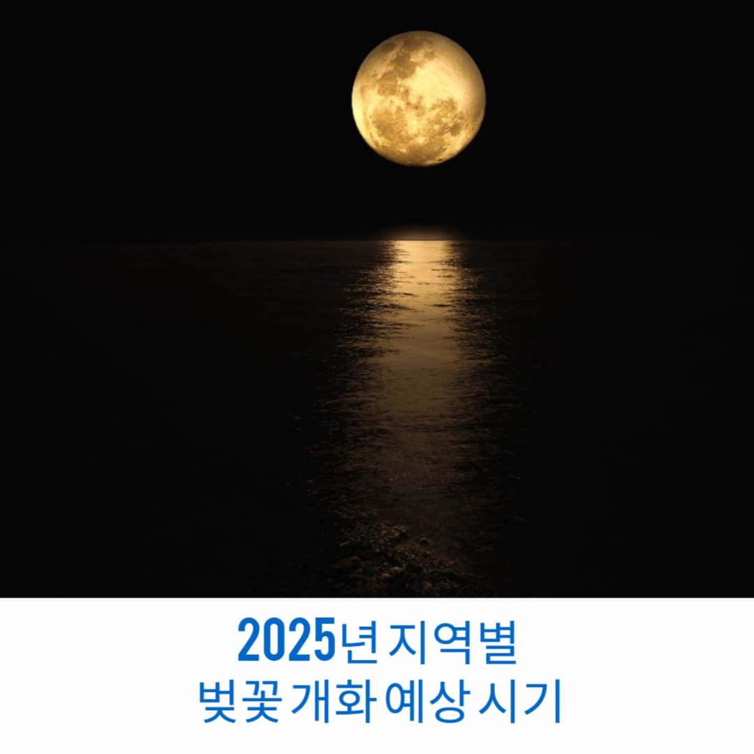 2025년-지역별-벚꽃-개화-예상-시기-썸네일