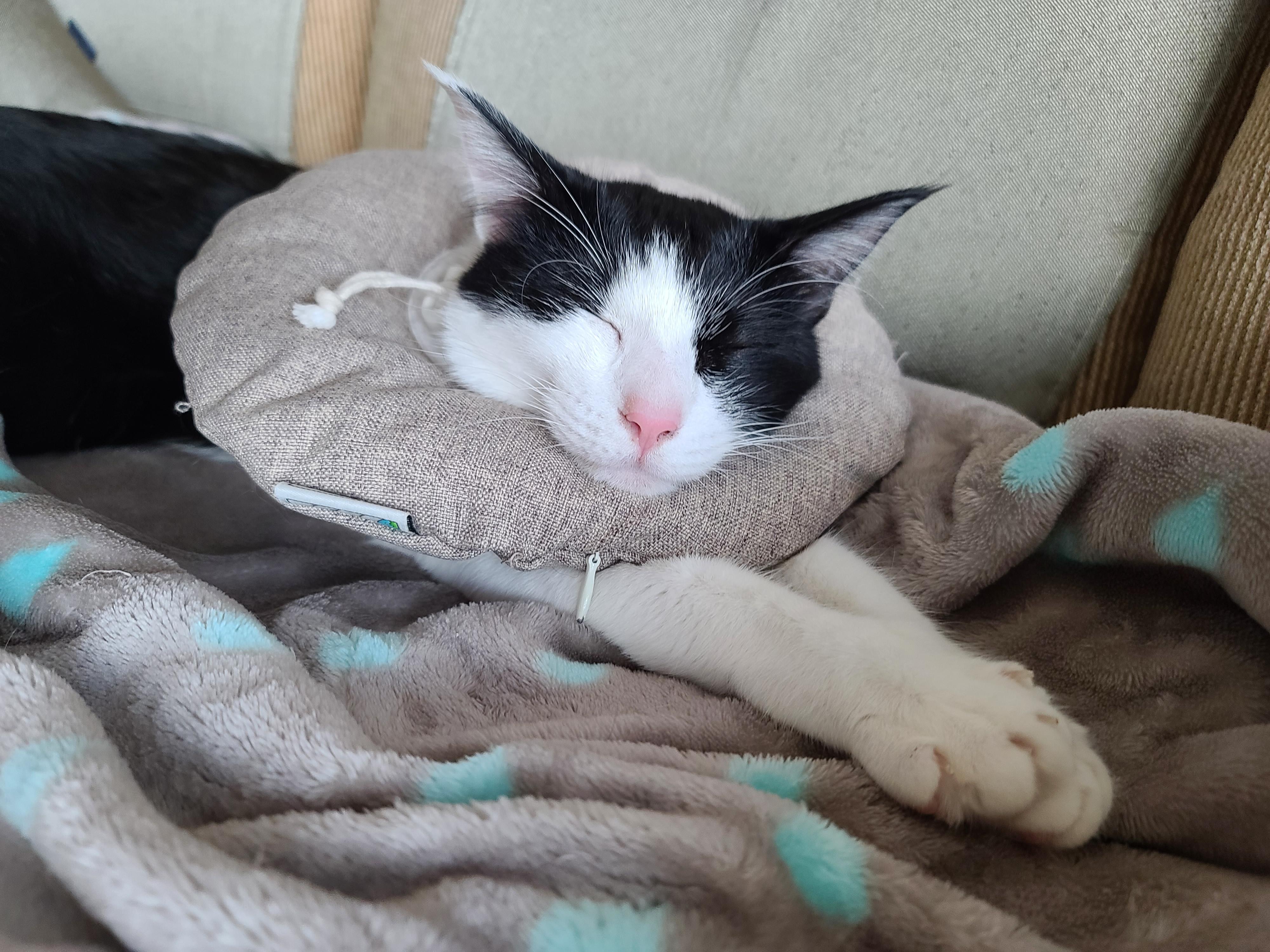 평온한 오후..아홉냥이네 고양이들의 낮잠시간~