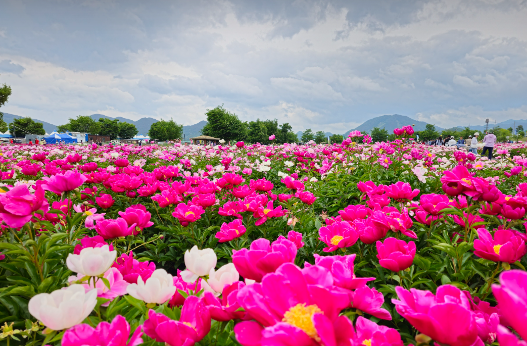 함안 강나루생태공원 청보리 &amp; 작약