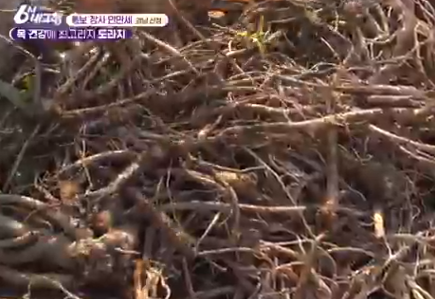 산청 도라지 