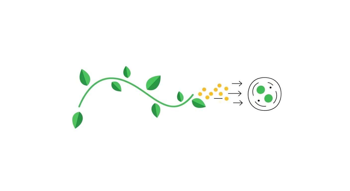 1. 코로솔산: 바나바잎의 핵심 성분