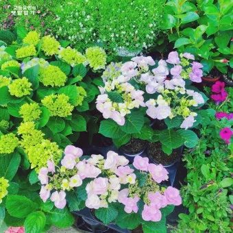 수국 키우는법 개화시기 삽목시기 가지치기 화분 물주기_9