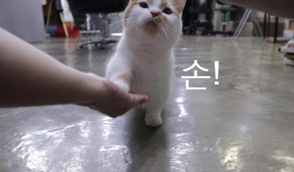 먼치킨고양이교육