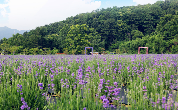 포천 허브아일랜드