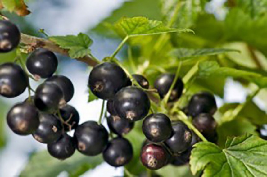 마키베리 효능 11가지