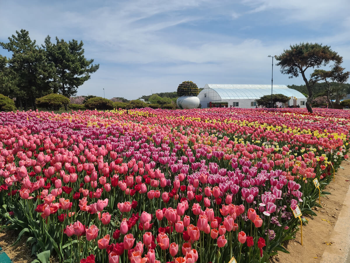 태안 튤립축제