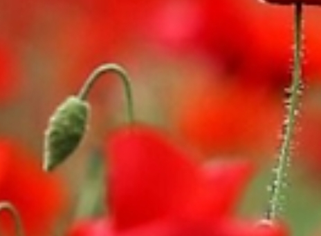 2025 원주용수골꽃양귀비축제