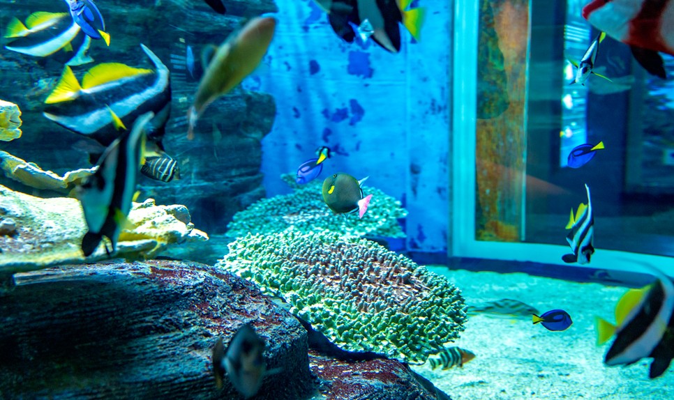 제주 동쪽 가볼만한곳 (아쿠아플라넷 제주)