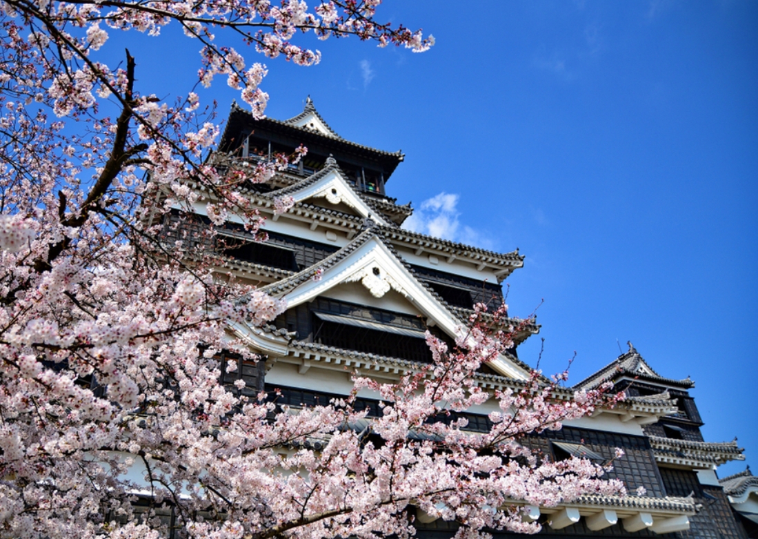 후쿠오카성 벚꽃