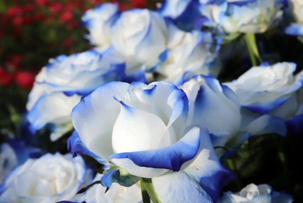 삼척 장미축제