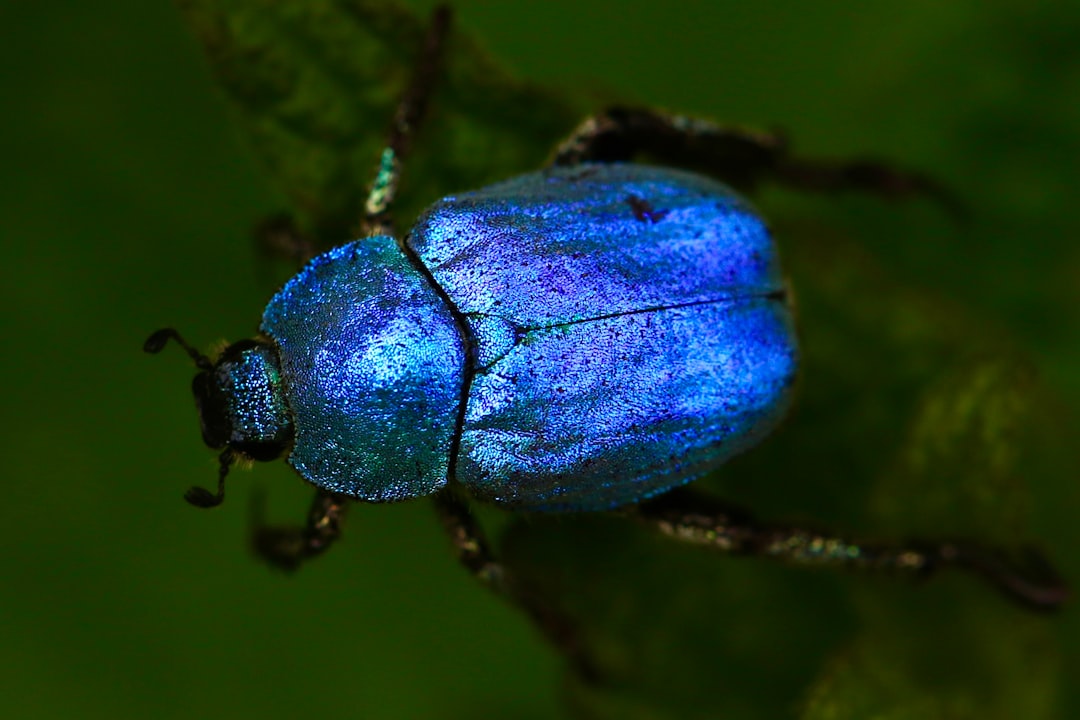 '벌레' (bug)