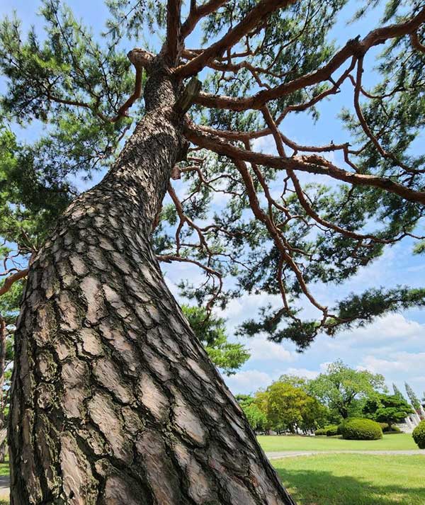 곧게 뻗은 소나무2