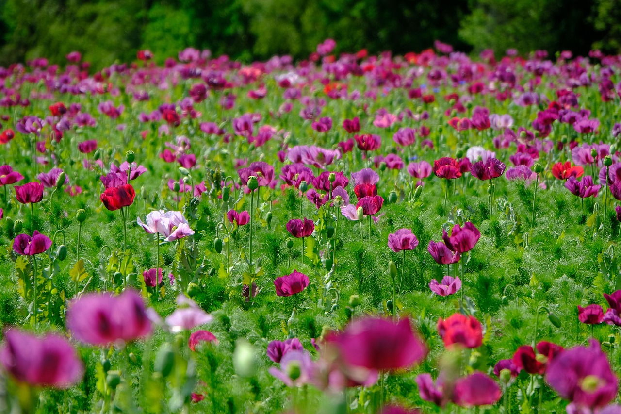 밀양 초동연가길 양귀비꽃
