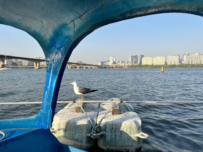 커플 갈매기 하위