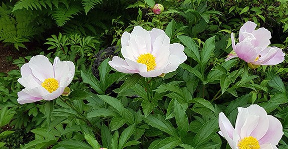 위점막 손상 속쓰림에 좋은 음식(건강기능식품 원료)