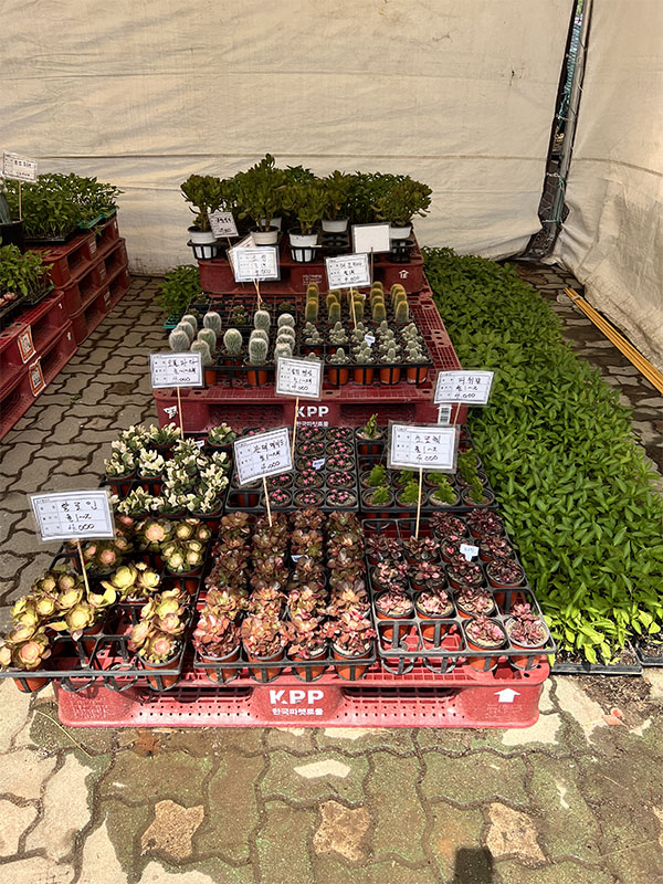 창동 하나로마트에서 판매 중인 다양한 다육&#44; 선인장류