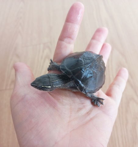 반수생 거북이 키우기_커먼머스크 터틀 (가격, 수명, 먹이, 집 청소)