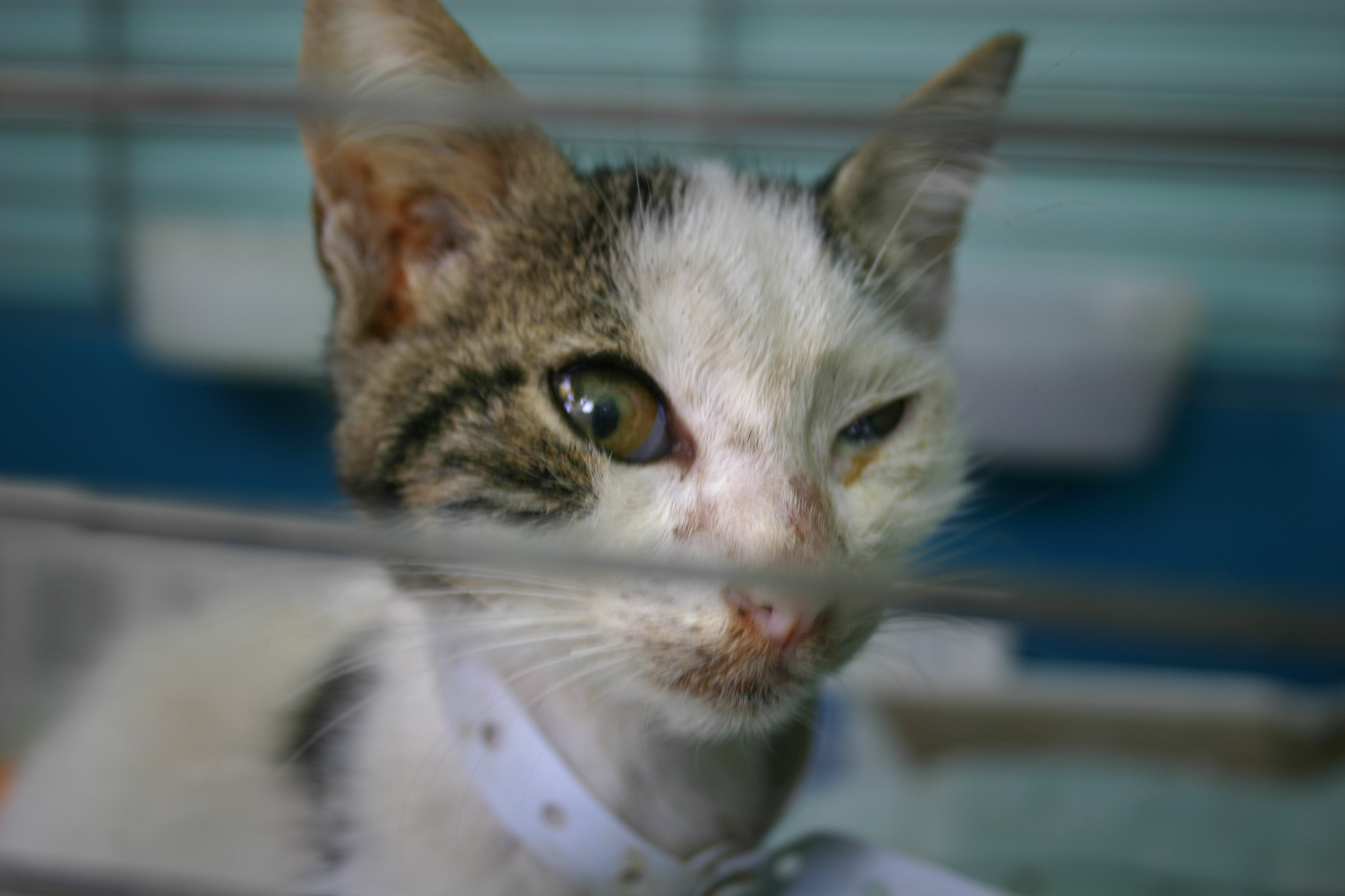 고양이 결막염 사진