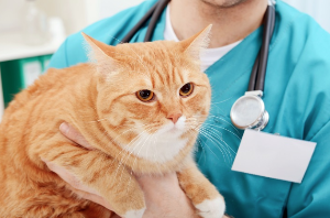 진료받는 고양이