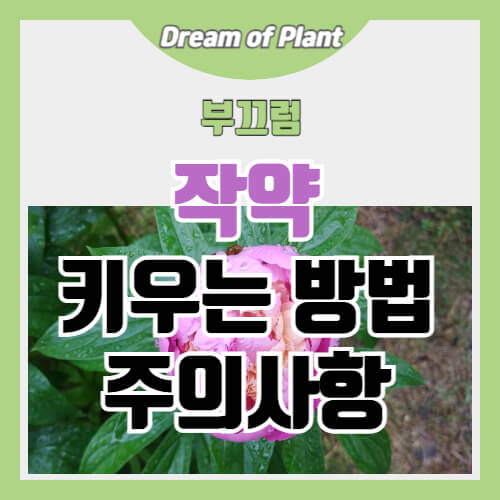 작약 키우는 방법 썸네일 이미지