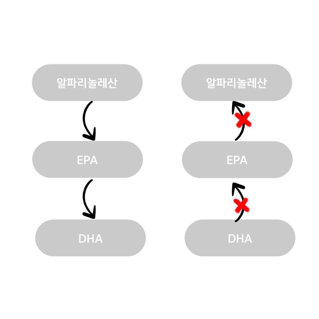 오메가 3 지방산 성분별 변환 구조
