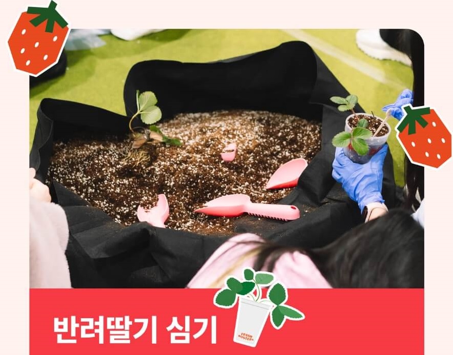 2024 서울스트로베리페스타 반려딸기 심기