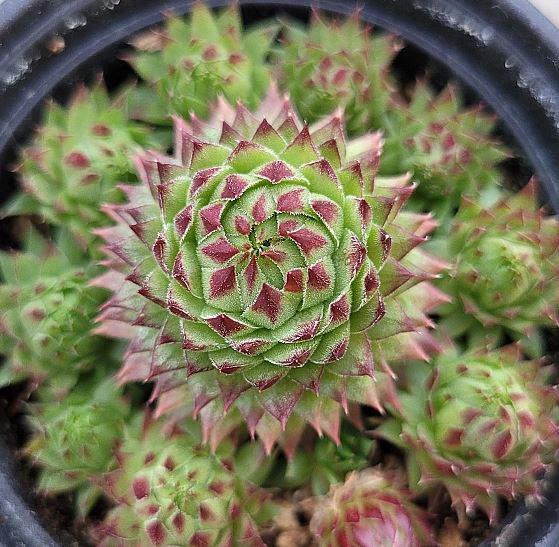 아로스