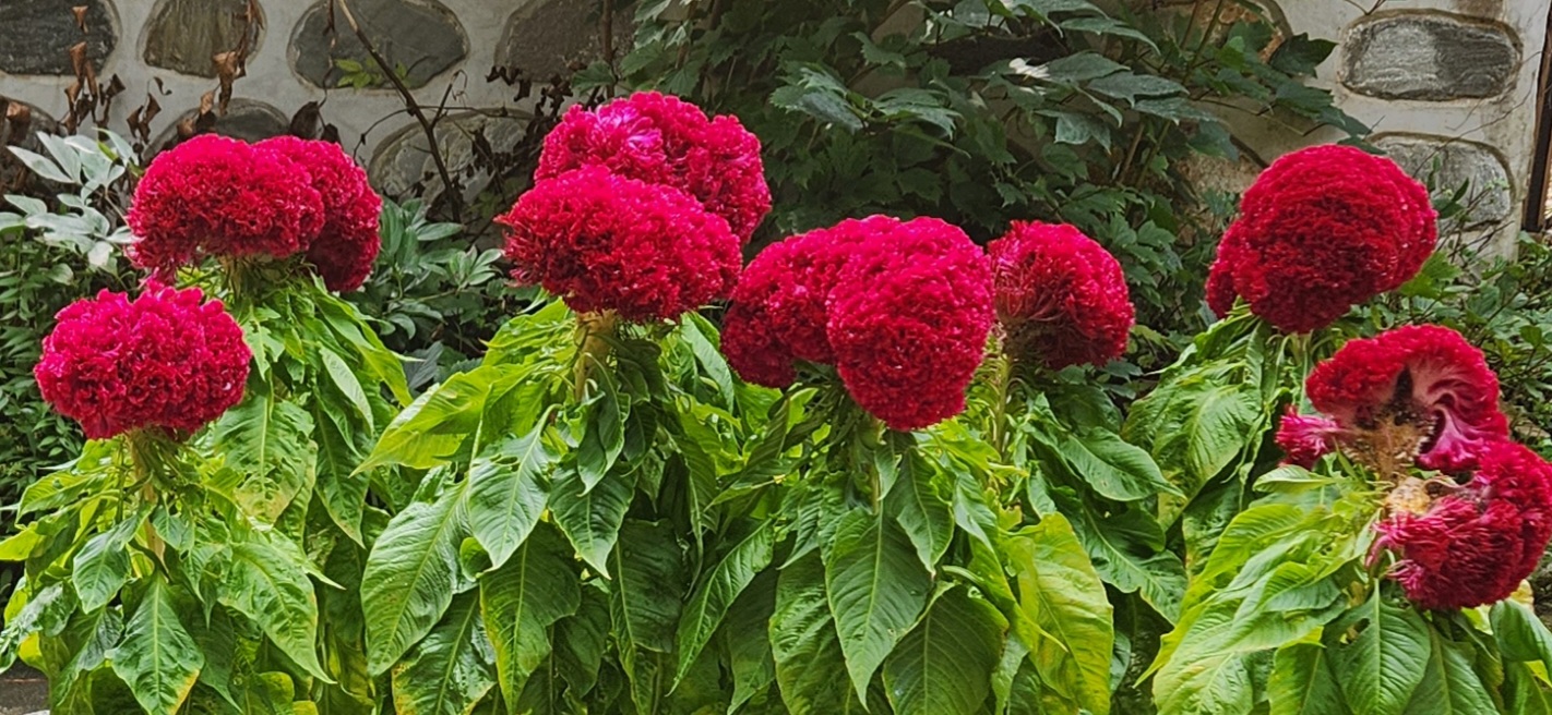 진한 벨벳 질감의 맨드라미 꽃 다발