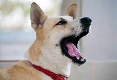 개의 입에서 냄새가 나는 원인 치태와 치석.