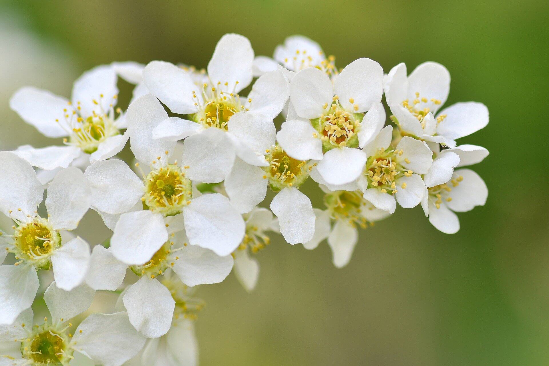 이팝나무와 조팝나무 차이