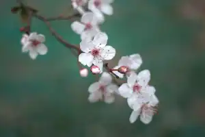 벚꽃 개화시기 축제 명소 만개시기