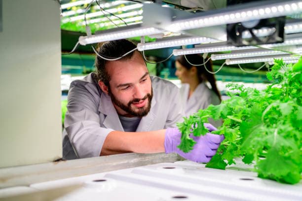 수직 농업의 부상: 도시 공간을 최대한 활용하는 법