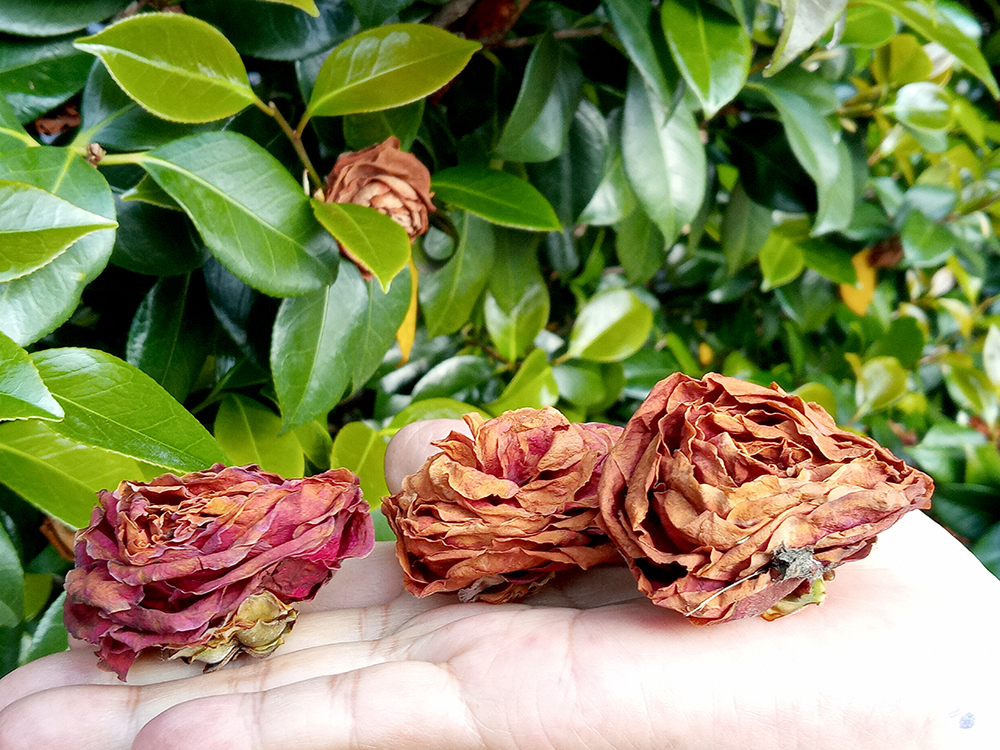 동백띠 아니 동백이