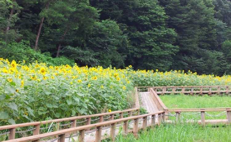 문경 생태미로공원