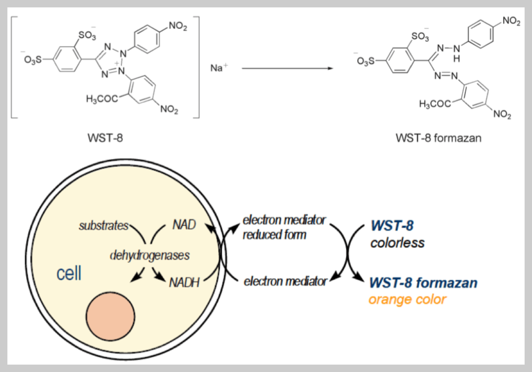 WST-8 assay