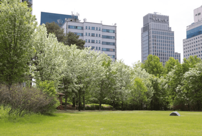 대전들의공원-이팝나무