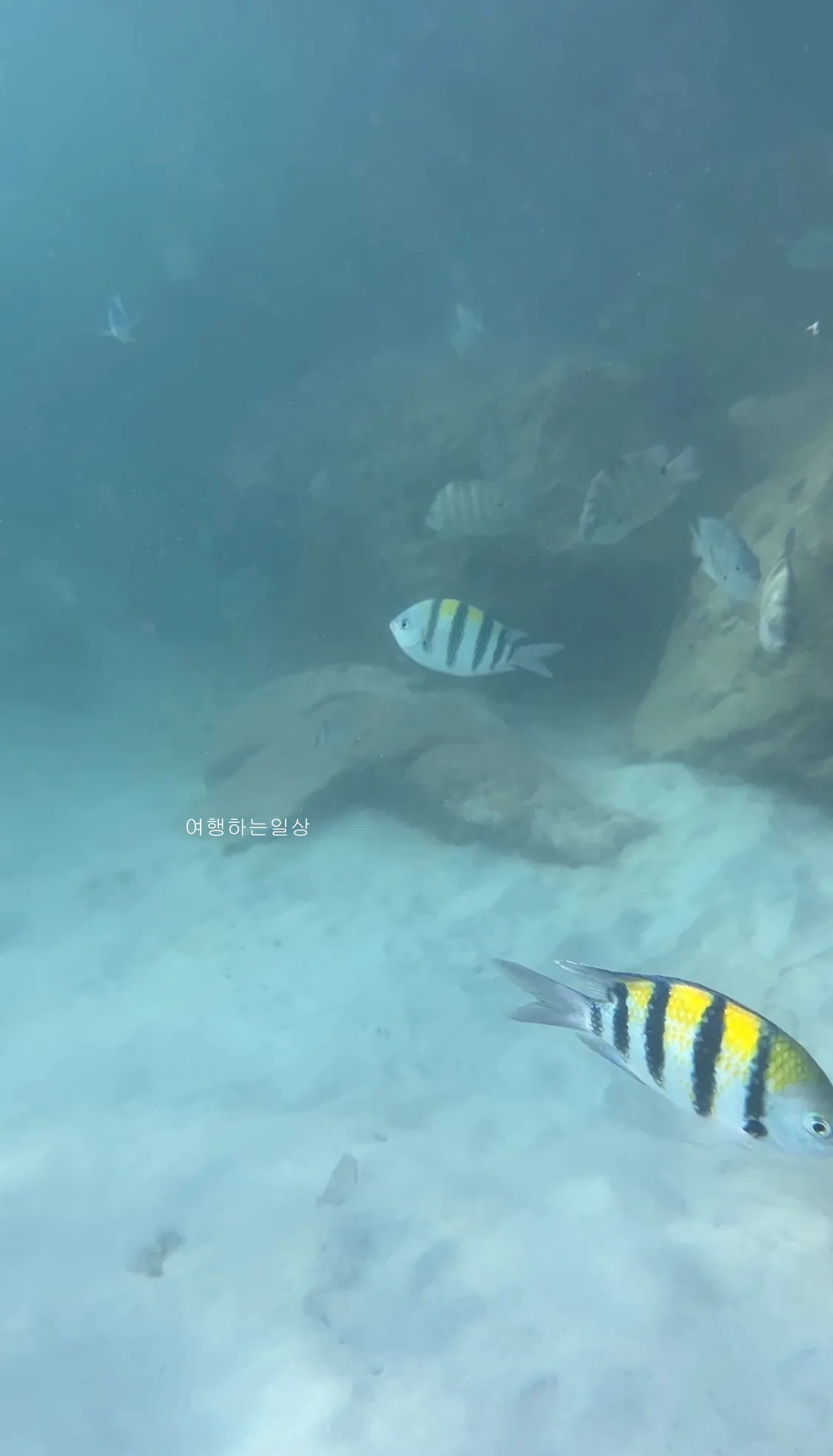 10월-부모님-모시고-나트랑-여행-아미아나리조트-프라이빗비치-스노클링-추천,물고기-먹이,수영복-꿀팁