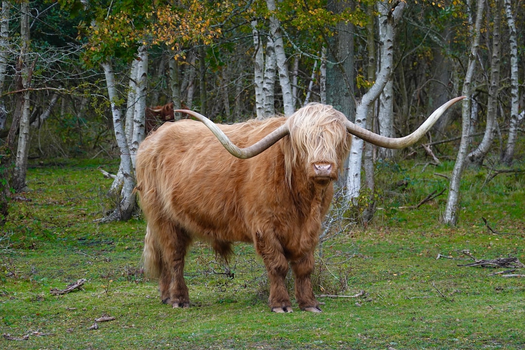 Highlander