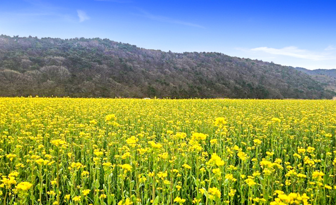 보령 유채꽃 청보리밭 ㅣ 힐링여행 완벽코스