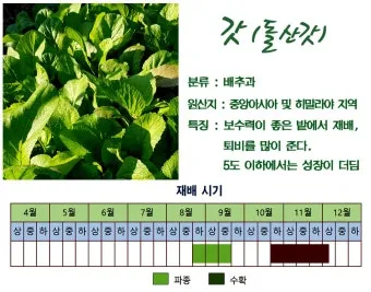 갓 재배 직파 재배 빠른 수확 잎 따기_29