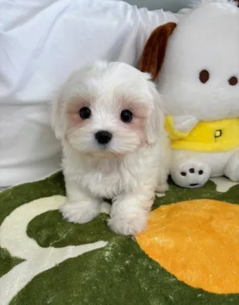 전 세계에서 가장 비싼 강아지 TOP20 몸값 높은 명품견 총정리 안내_26