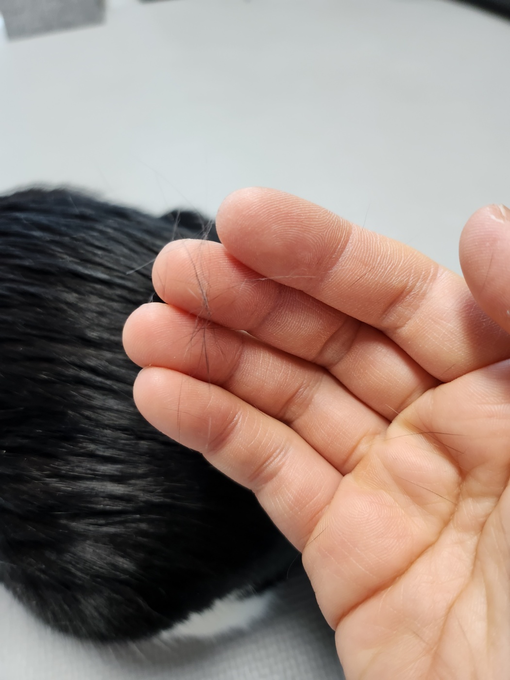 다이소 고양이빗추천