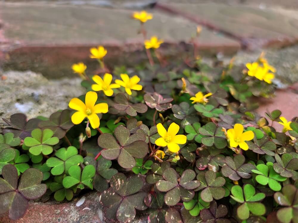수요예배 대표기도문