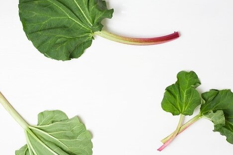 루바브 효능, 갱년기를 책임지는 필수 식품으로 알려져 있습니다.