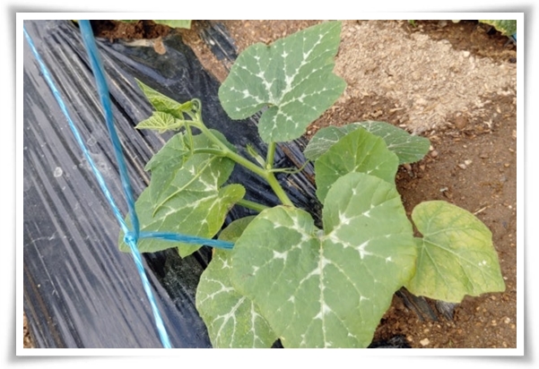 텃밭 &quot;5월에 심기 좋은 작물&quot; 초보도 척척, 실패 없이 풍성하게 수확하는 법!